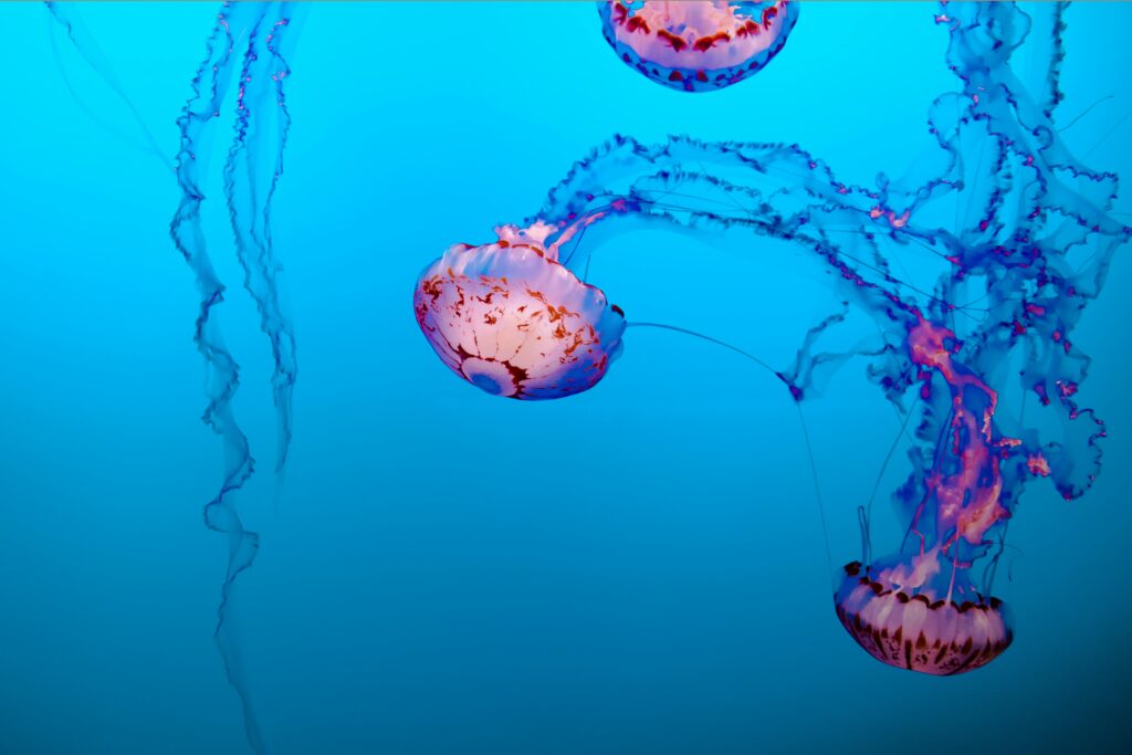 Infografía del ciclo de vida de Turritopsis dohrnii