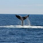 Las ballenas utilizan el sonido para comunicarse en el océano.