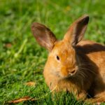 Conejo siendo cepillado durante la muda.