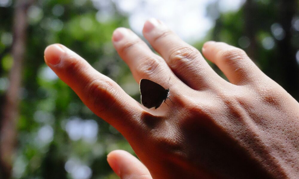 Diagrama del sistema traqueal en los insectos.