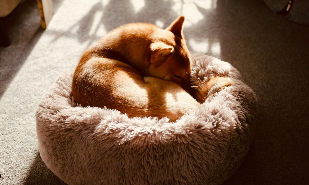 Los perros giran en círculos antes de dormir como parte de su instinto.