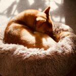 Los perros giran en círculos antes de dormir como parte de su instinto.