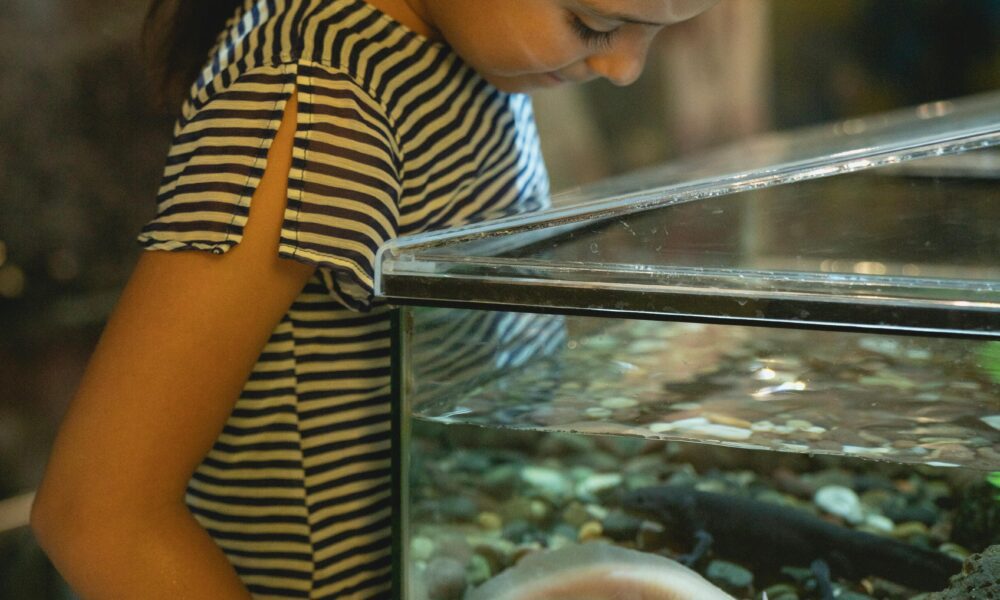 El axolote es un anfibio con una capacidad de regeneración extraordinaria.