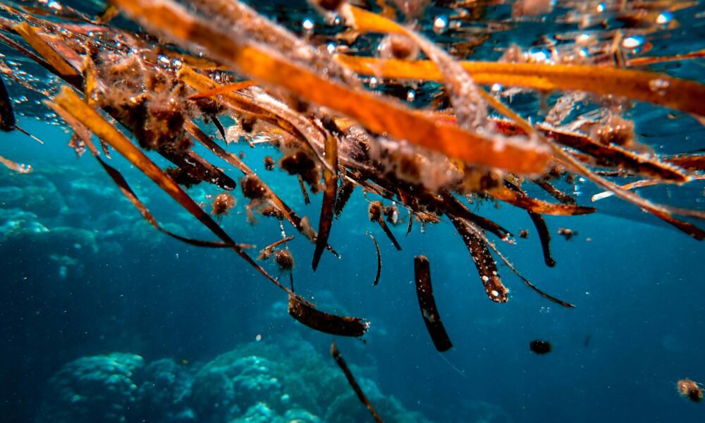 Los bosques de algas son ecosistemas submarinos llenos de biodiversidad.