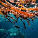 Los bosques de algas son ecosistemas submarinos llenos de biodiversidad.