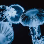 Los peces bioluminiscentes utilizan su brillo para atraer presas y confundir depredadores.