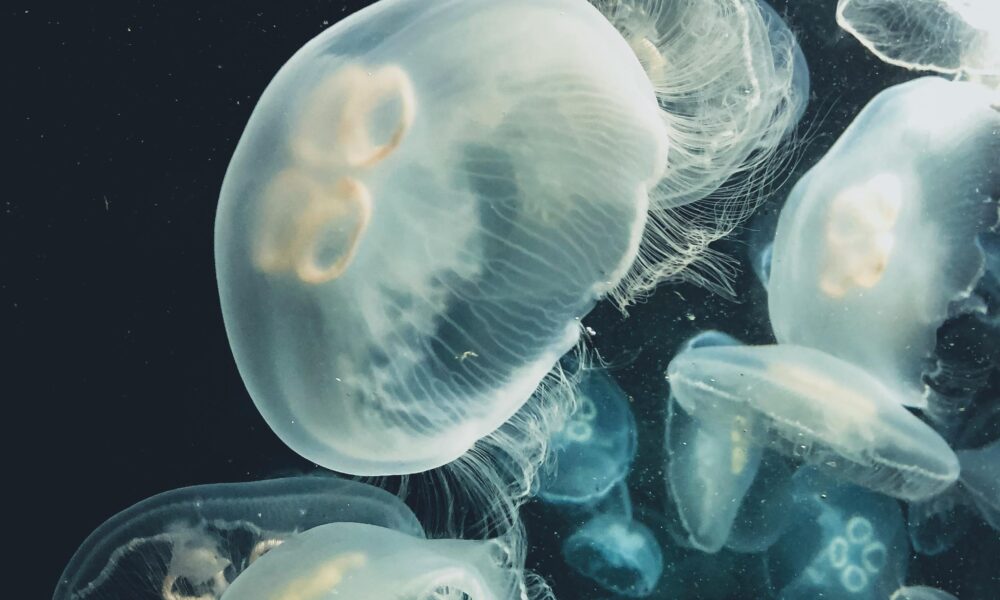 Medusa inmortal Turritopsis dohrnii flotando en el océano