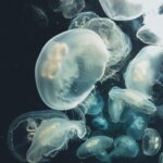 Medusa inmortal Turritopsis dohrnii flotando en el océano