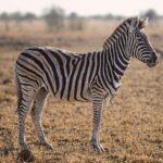 Cebra de cuerpo completo mostrando su pelaje rayado en la sabana