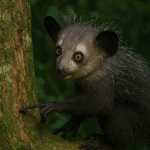 Aye-aye en los árboles de Madagascar