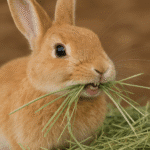 Heno para conejo