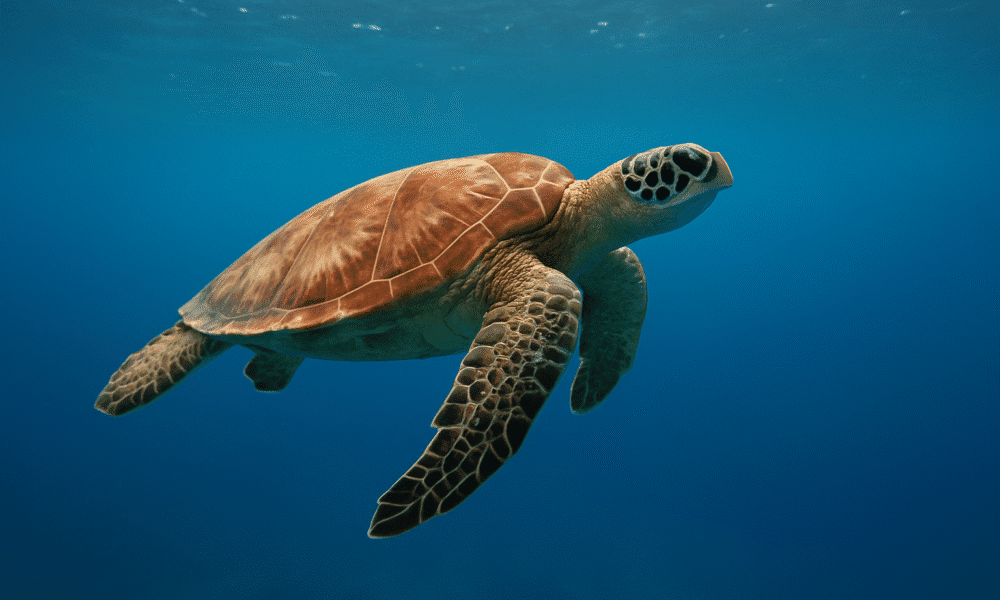 Tortuga marina migrando