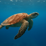 Tortuga marina migrando
